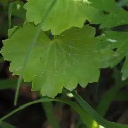 Saxifraga rotundifolia (2 de 3)