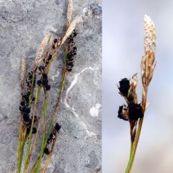 Anthracoidea sempervirentis (3 de 3)