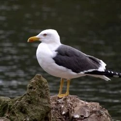 Guía de Aves