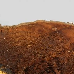 Fotografía Ganoderma australe (1 de 2)