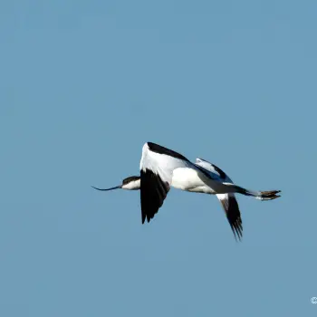 Avoceta (Recurvirostra avosetta) (3 de 4)