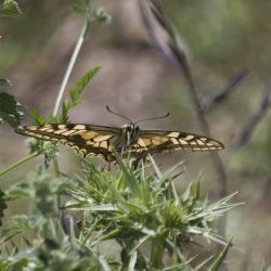 Papilio machaon (2 de 2)
