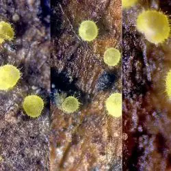 Calycellina araneocincta (W. Phillips) Baral & P. Blank (1 de 3)