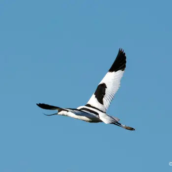 Avoceta (Recurvirostra avosetta) (4 de 4)