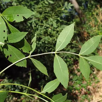Fraxinus angustifolia subsp. angustifolia (3 de 3)