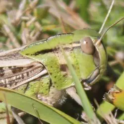 Fotografía Locusta migratoria (2 de 2)