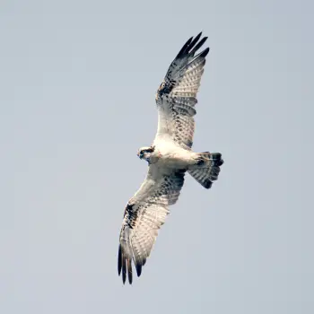 Fotografía Águila pescadora (Pandion haliaetus) (5 de 6)