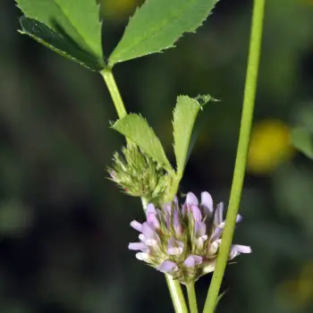 Trifolium cernuum (2 de 3)