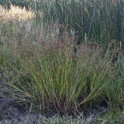 Juncus acutiflorus