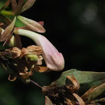 Abelia grandiflora (4 de 4)