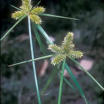 Cyperus aggregatus (2 de 2)