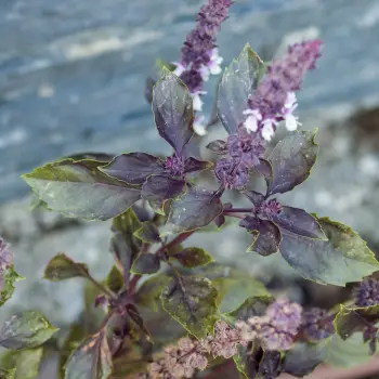 Ocimum basilicum 'Purple' (1 de 2)