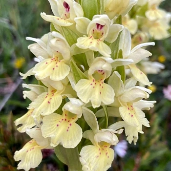 Dactylorhiza cantabrica (1 de 5)