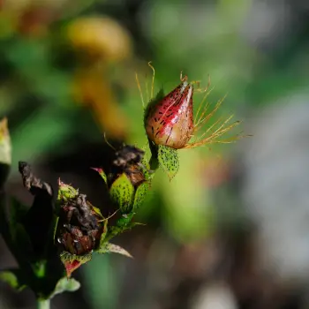 Hypericum richeri subsp. burseri (4 de 4)