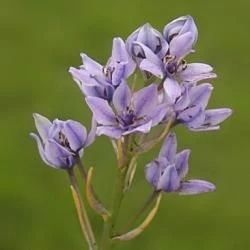 Guía de plantas y flores