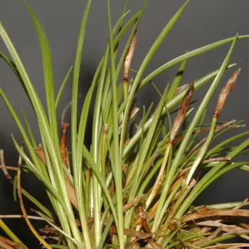 Carex humilis (1 de 5)