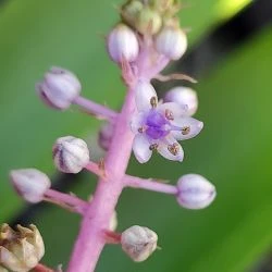 Scilla haemorrhoidalis
