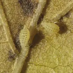 Myzocallis castanicola
