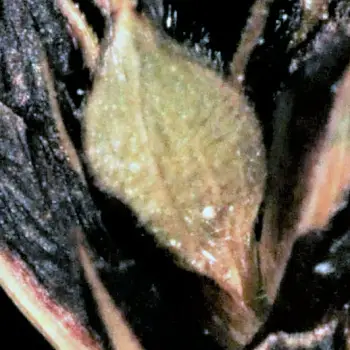 Carex montana (4 de 4)