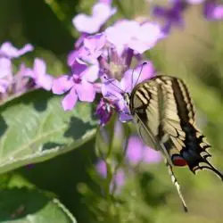 Papilio machaon (2 de 3)