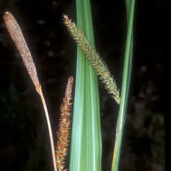 Carex camposii