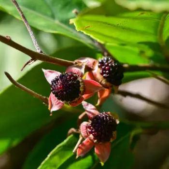 Rubus acuminatus