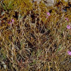 Fotografía Silene scabriflora subsp. megacalycina (1 de 3)