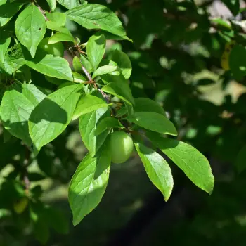 Prunus domestica 'Golden Japan' (1 de 6)
