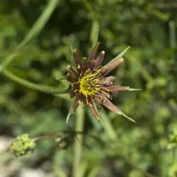 Tragopogon castellanus (3 de 3)