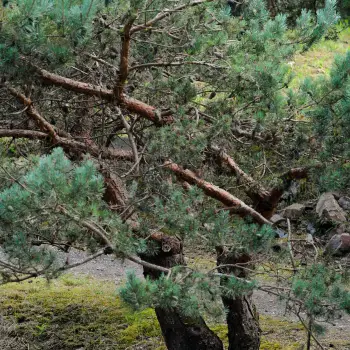 Pinus sylvestris 'Norske Tip' (2 de 4)