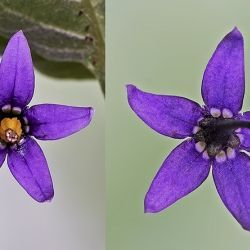 Fotografía Solanum dulcamara (2 de 3)
