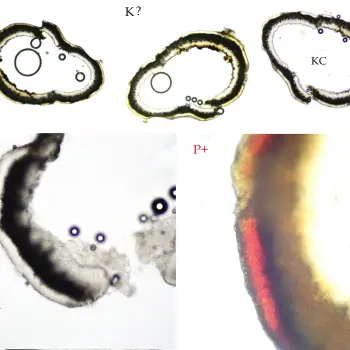 Cladonia macroceras (Delise) Hav. (4 de 6)