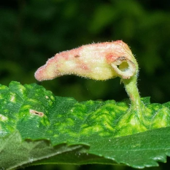 Tetraneura nigriabdominalis