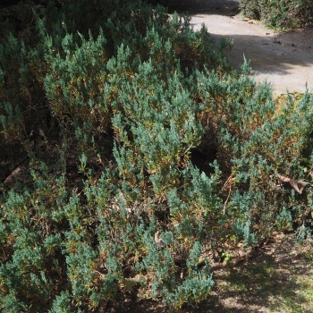 Juniperus sabina 'Cupressifolia' (1 de 3)