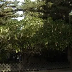 Brugmansia ×candida