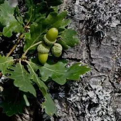 Quercus orocantabrica