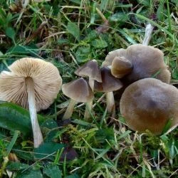 Entoloma sericeum