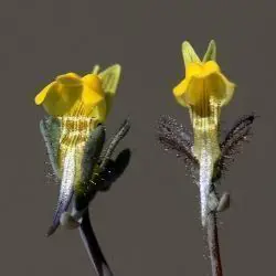 Linaria simplex