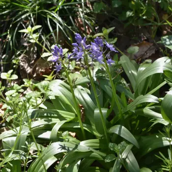 Scilla lilio-hyacinthus (1 de 2)