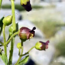 Scrophularia bourgaeana