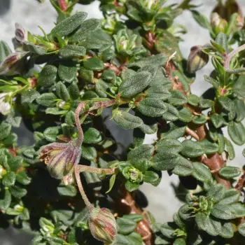 Helianthemum apenninum subsp. cantabricum (2 de 2)