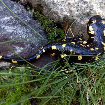 Fotografía Salamandra salamandra subsp. almanzoris (4 de 5)