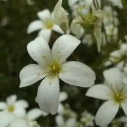 Saxifragales