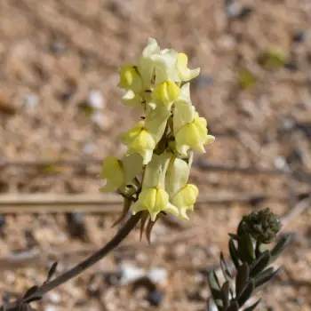 Fotografía Linaria supina subsp. maritima (2 de 2)