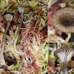 Omphalina gerardiana