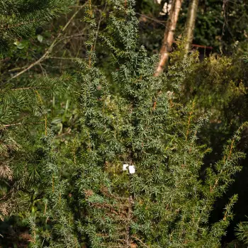 Juniperus communis subsp. hemisphaerica (1 de 3)