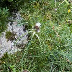 Fotografía Carlina acaulis subsp. caulescens (1 de 2)