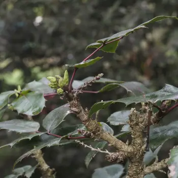 Mahonia aquifolium (5 de 5)
