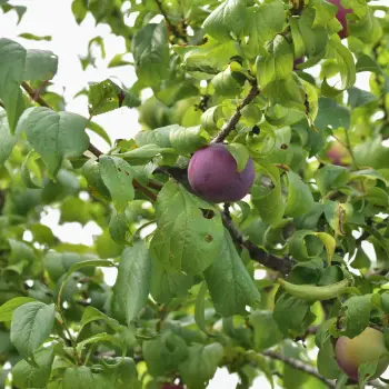 Prunus domestica 'Angeleno' (3 de 4)