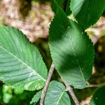 Ulmus rubra (1 de 6)